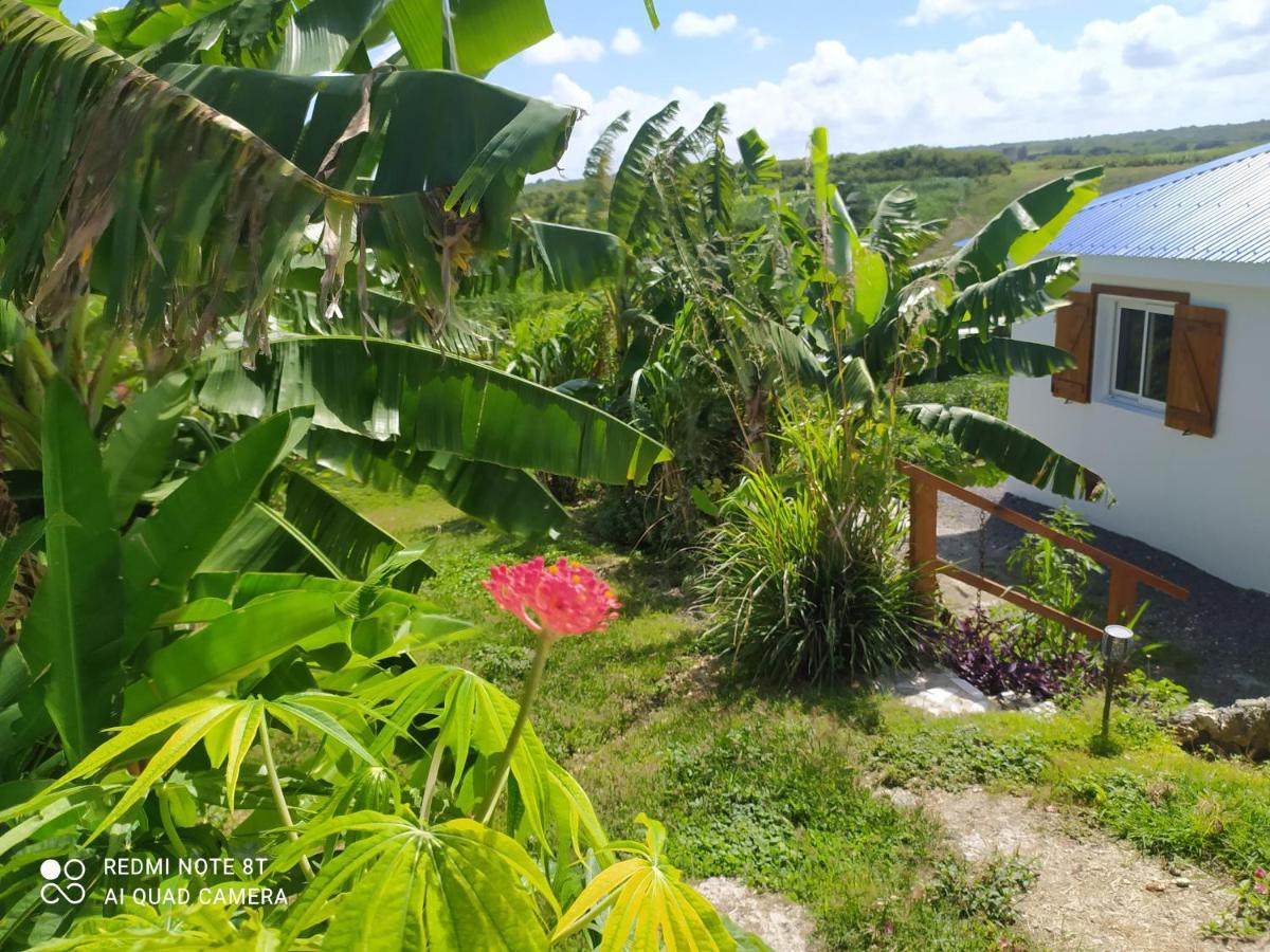 Kaz A Klemence Gite Creole Avec Piscine Et Table Dhotes A Anse Bertrand Exteriör bild