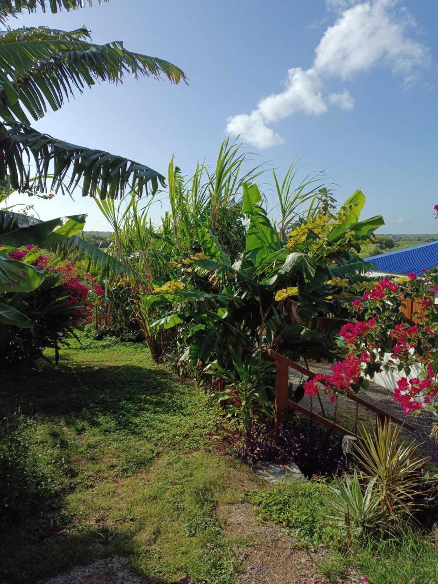 Kaz A Klemence Gite Creole Avec Piscine Et Table Dhotes A Anse Bertrand Exteriör bild